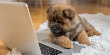 Dog movies