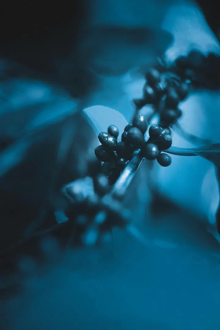 Green Coffee from Costa Rica