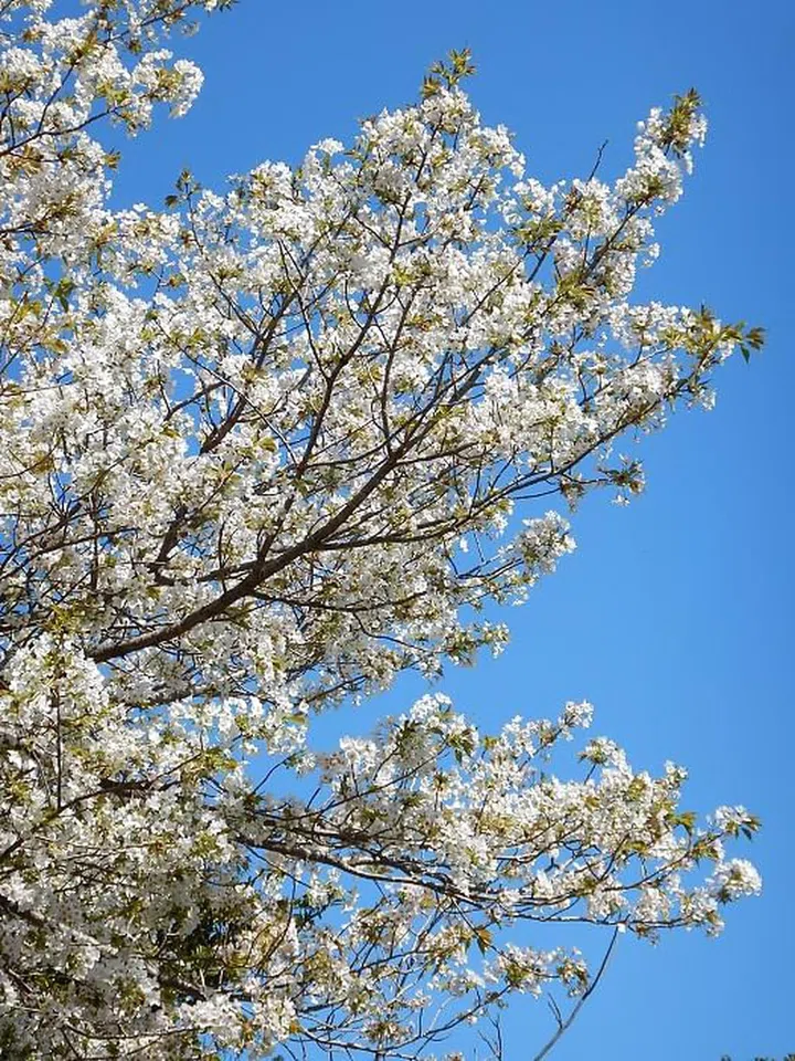 Photo: Courtesy 