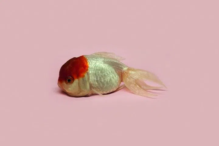 09_Robert_Goldfish