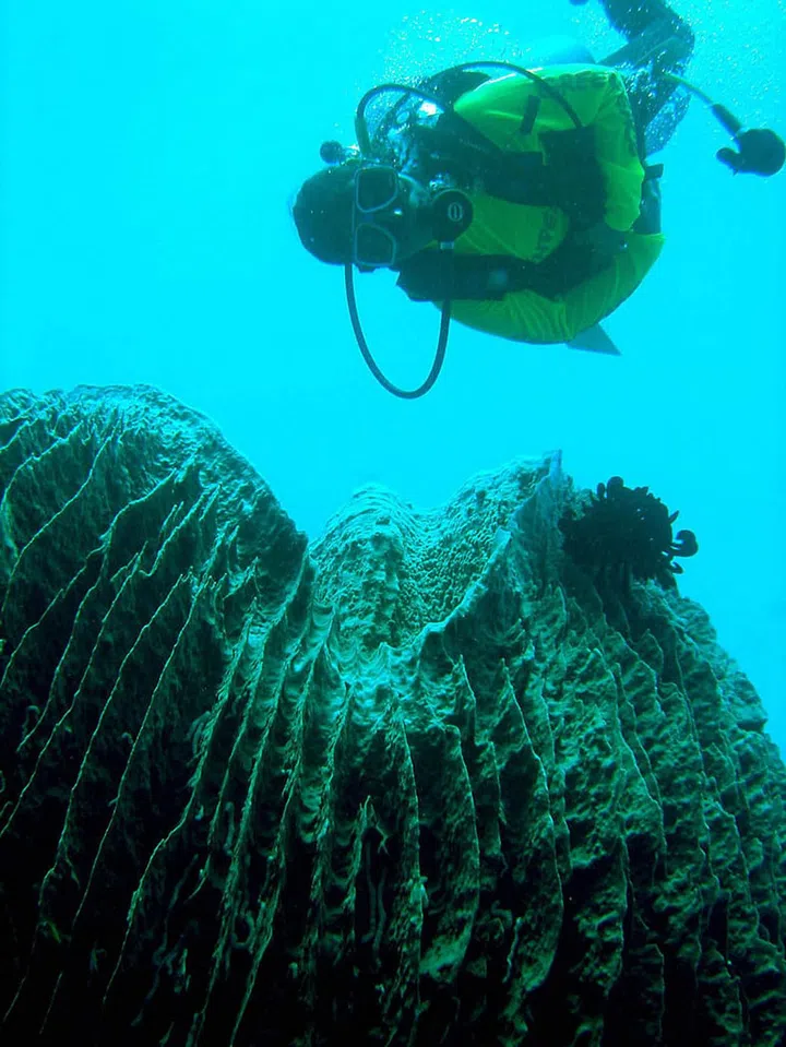 Tabbataha Reef spans 502 miles and features an incomparable 328-foot tall wall of coral. It also contains vast varieties of marine animals, including fish, dolphins, sea turtles and more. The reef is part of the Coral Triangle (an area that encompasses the waters surrounding Indonesia, Malaysia, Papua New Guinea, the Philippines, the Solomon Islands and Timor-Leste), which is currently threatened by overfishing and climate change, meaning its diverse marine population is at risk.