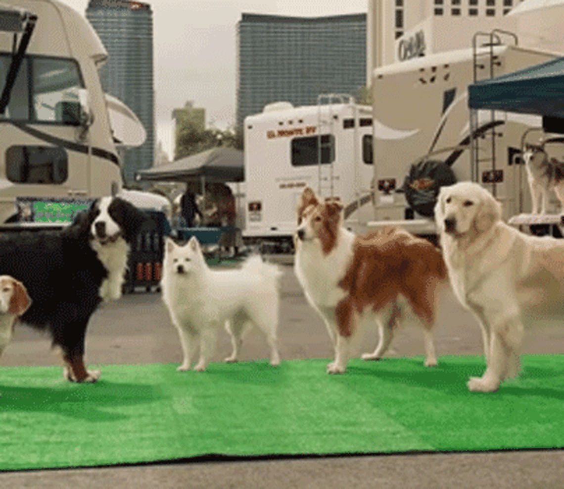 dog portraits
