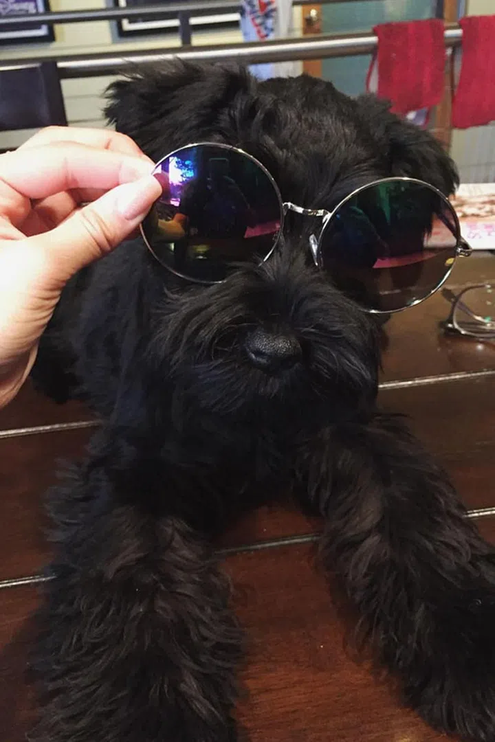 After the loss of her childhood dog Midnight, Zendaya was gifted this cuddly puppy for Christmas. Photo: Instagram