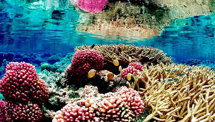 Palmyra Atoll National Wildlife Refuge. Photo: Jim Maragos, U.S. Fish and Wildlife Service