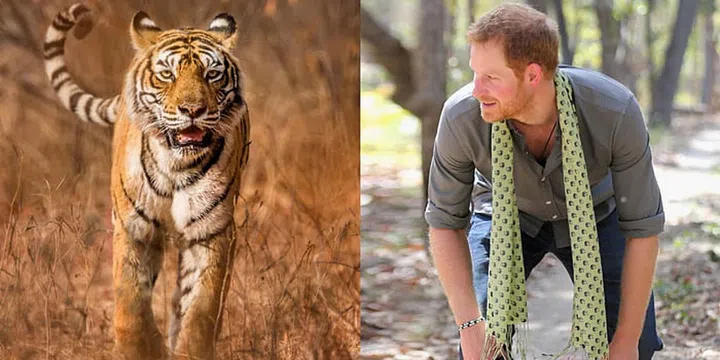 Prince Harry
