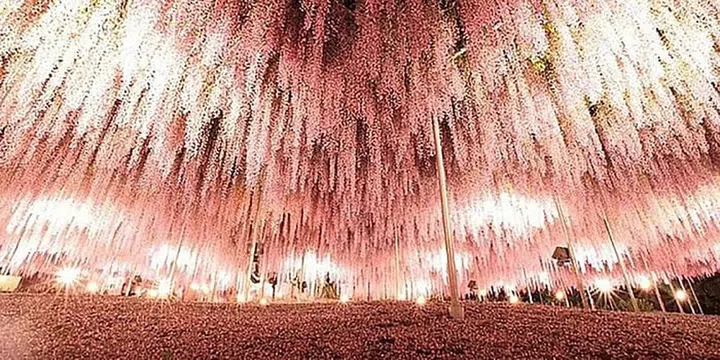 Photo: Instagram