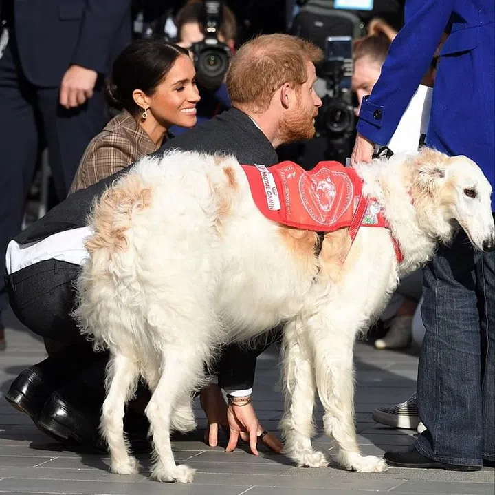 The dog is understandably shook. Photo: Getty 