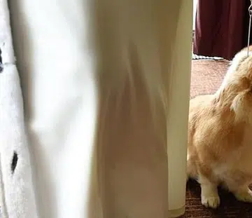 Corgi