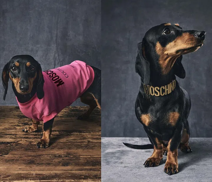 moschino-pets-jeremy-scott-2021