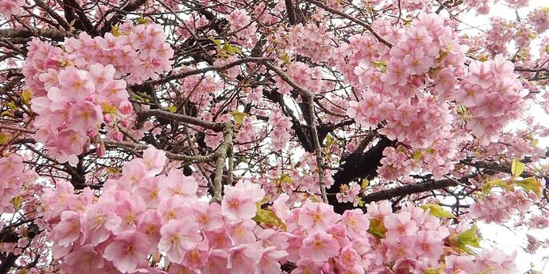 Cherry Blossom Experience With Walk Japan