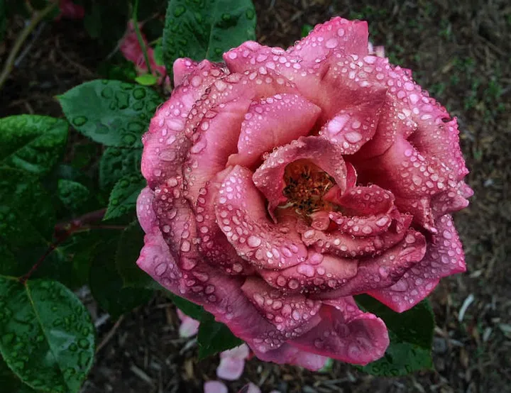 Properties: The delightful scent of roses is a surefire way to envelope you in a cocoon of luxury. Its fragrance alone can enhance the mood, so spritz away when you’re feeling out of it. Known for its hydrating properties, keep rose water close to you if you need a moisture boost that can keep the skin supple and fill up fine lines. (Photo: Getty)
