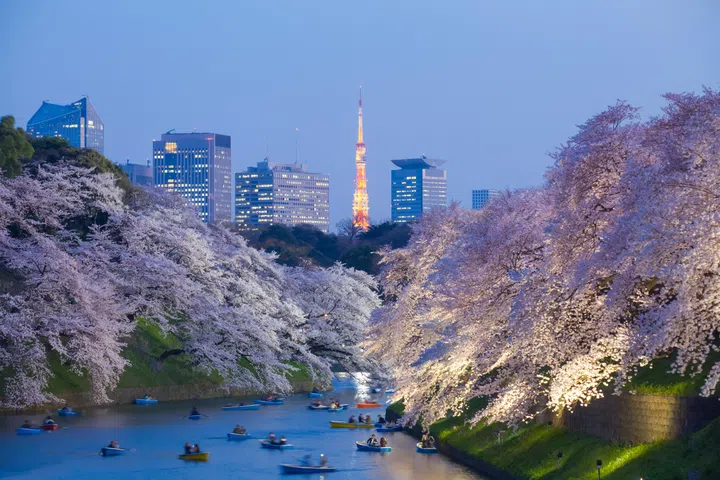 Beautiful sakura cherry blossom light up and Tokyo Tower