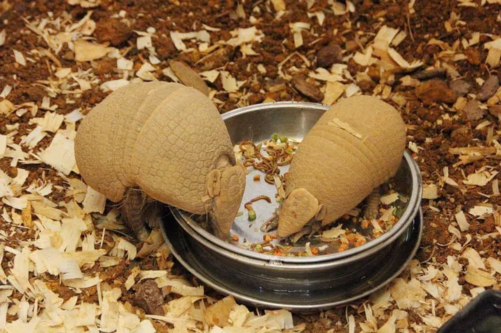 Credit: Mandai Wildlife Group  