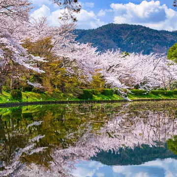 sakura_thumb