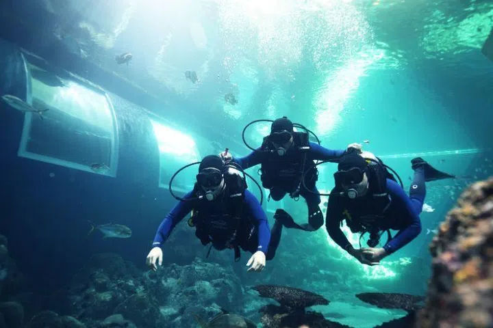 singapore-oceanarium-resorts-world-sentosa-discover-scuba-diving