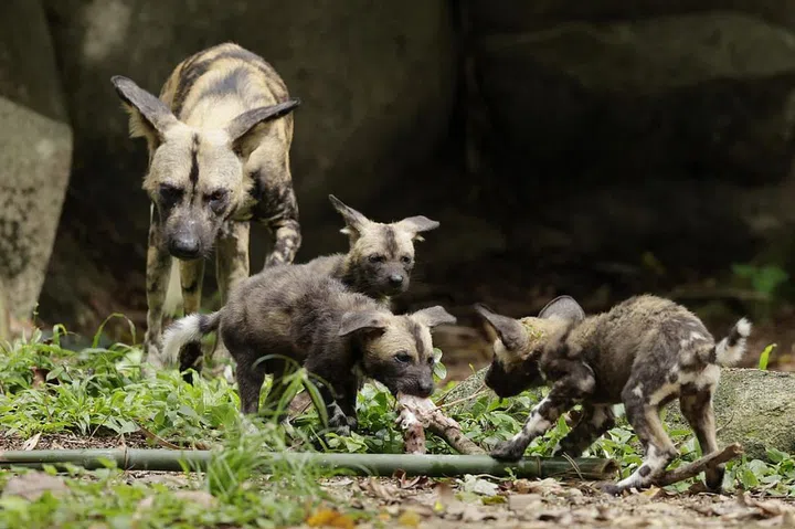 Credit: Mandai Wildlife Group  