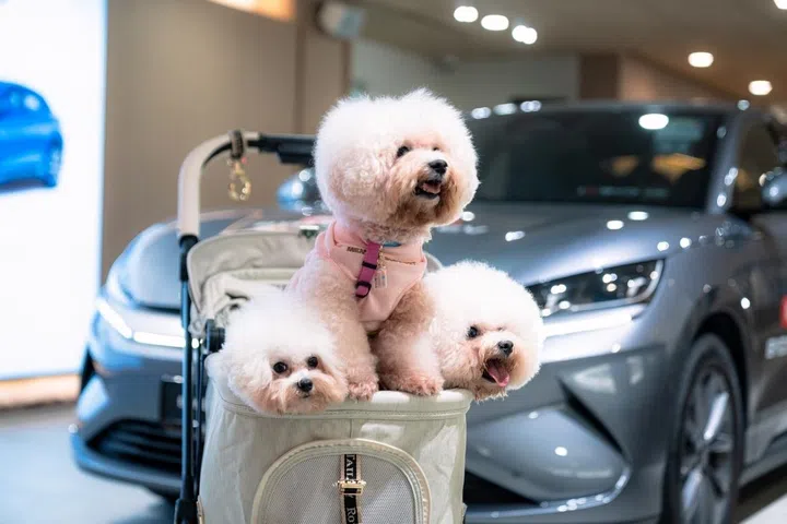 BYD by 1826 IMM pet friendly cafe