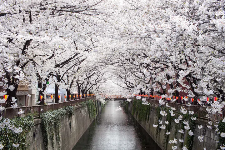 cherry blossom tunnel
