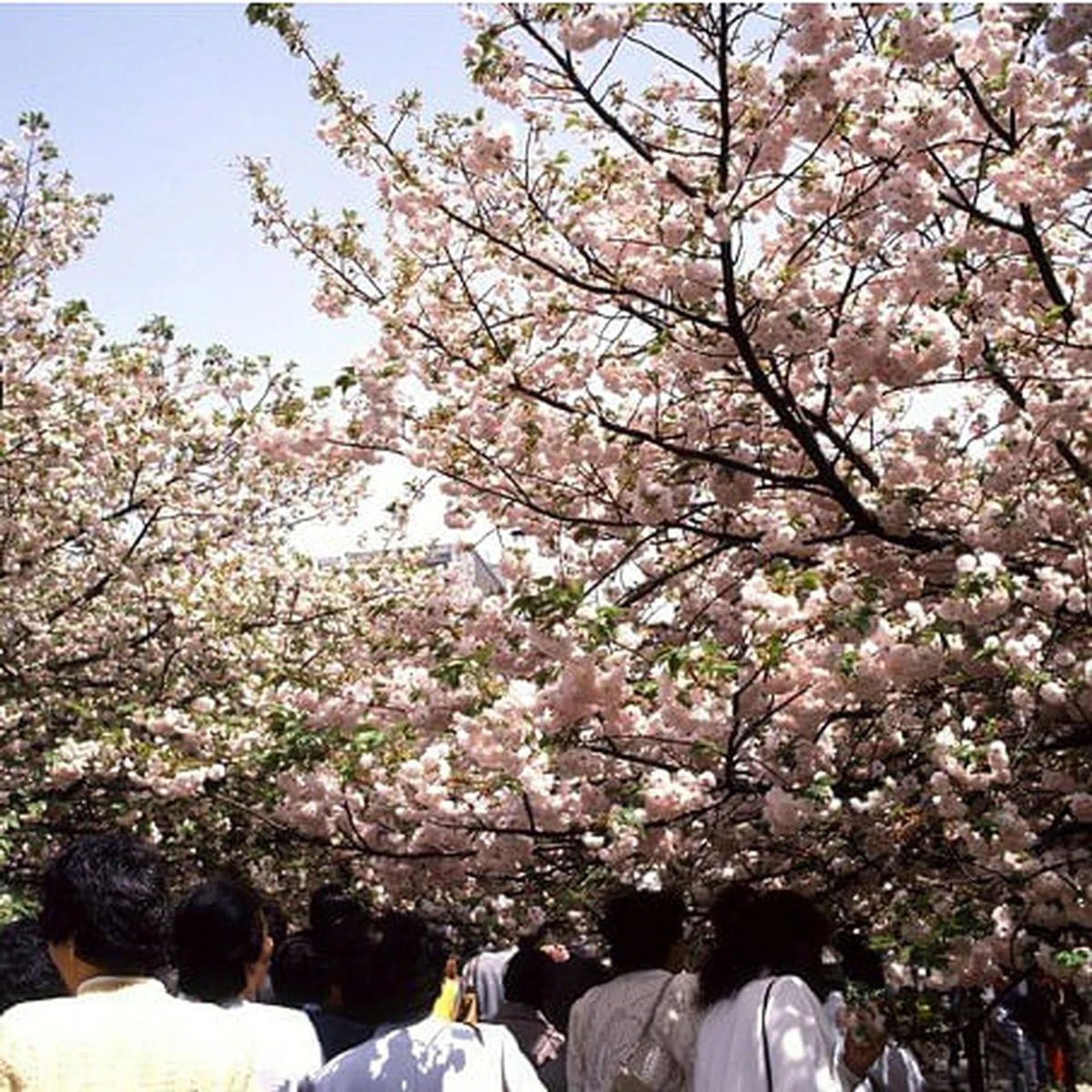 japan_mint_sakur_tn