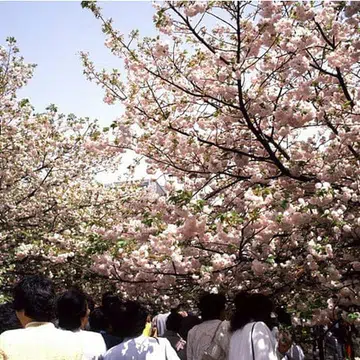 japan_mint_sakur_tn