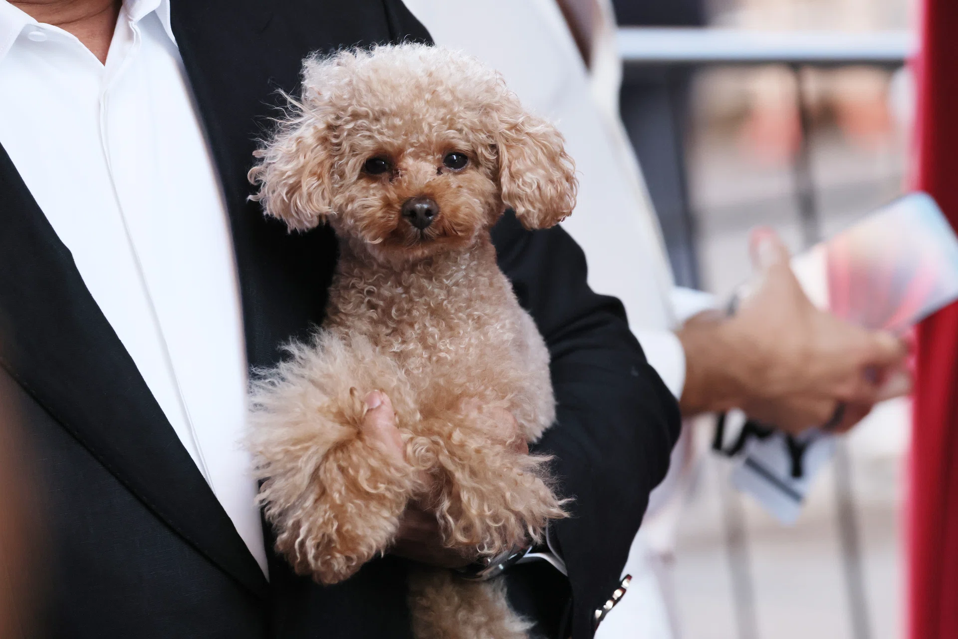 ROME, ITALY - JULY 15: Fefè, the Dolce & Gabbana's dog, is seen outside the Dolce & Gabbana Alta Sartoria fashion show at Castel Sant'Angelo on July 15, 2025 in Rome, Italy. (Photo by Ernesto Ruscio/GC Images)