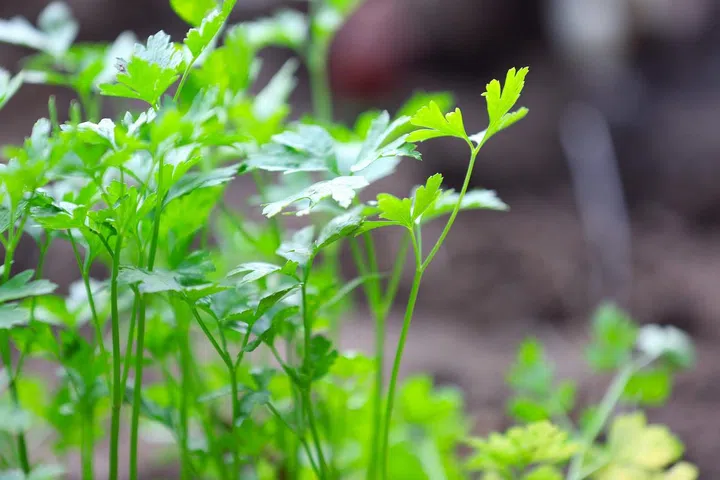 Parsley growing in garden