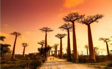 madagascar_rec