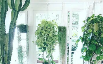 photo_credt_jungalow_rect