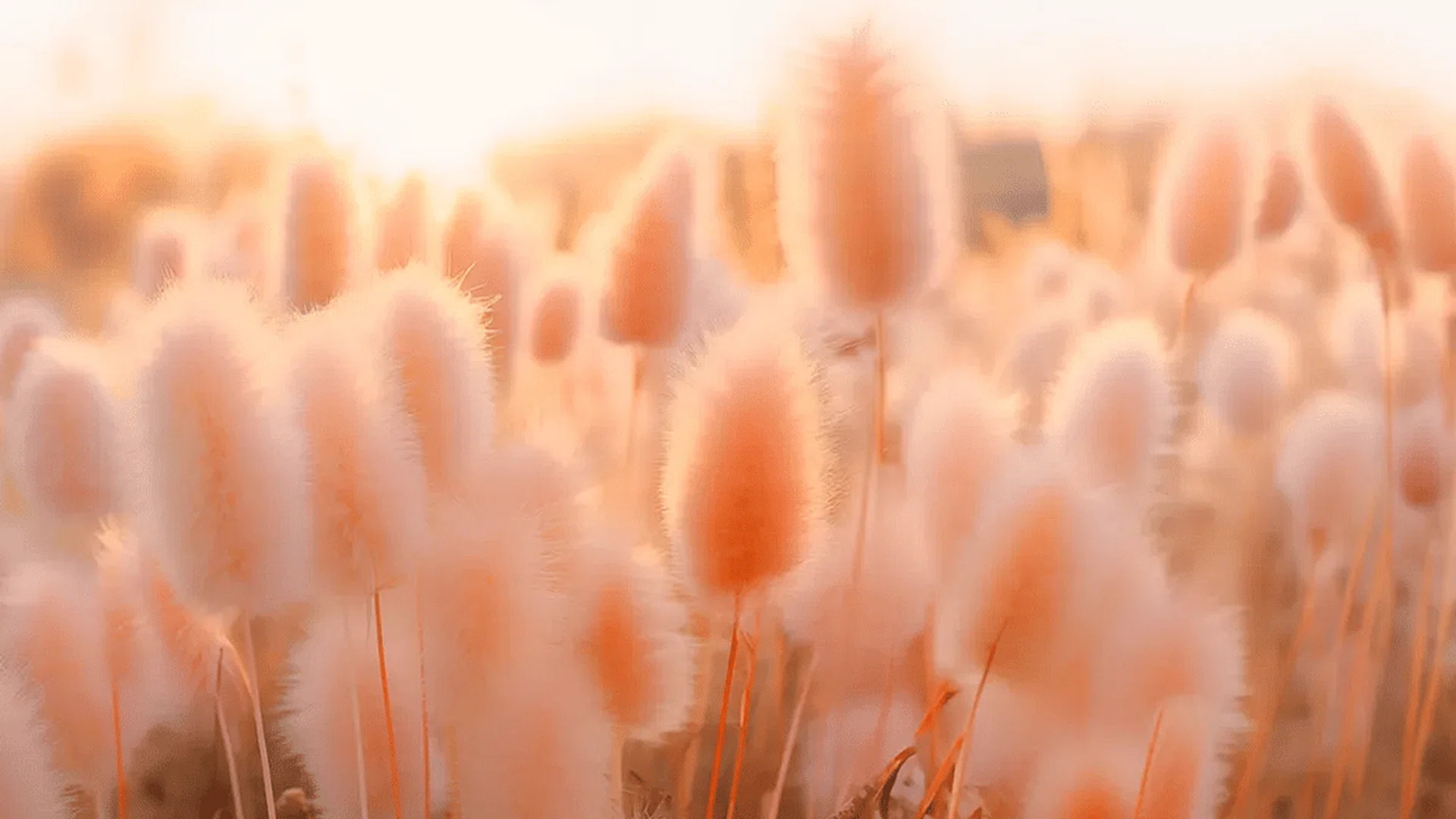 Credits: Pantone