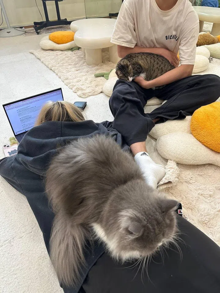 kxcat - Fuzzies is a co-working space on Arab Street with an unusual twist: feline co-workers.

Credit: Fuzzies