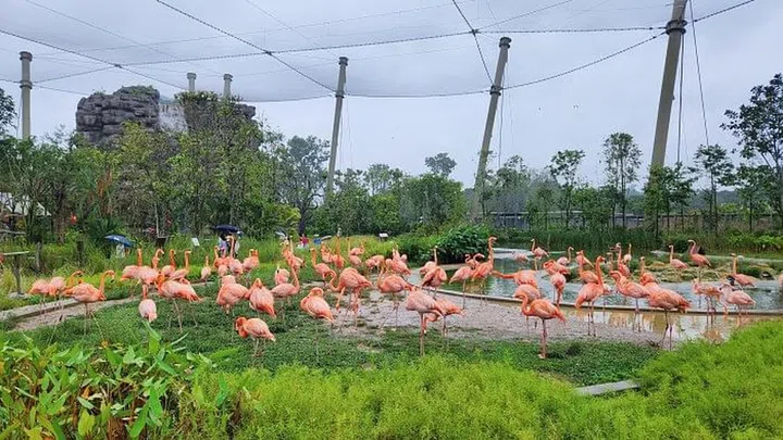 The Hong Leong Foundation Crimson Wetlands, replicating the marshy wetland habitats of South America is our favourite aviary. Crimson feathered beauties such as Scarlet Ibises, Roseate Spoonbills and Amercian Flamingos dot the landscape and fly freely above our heads. This is the only aviary that is beamless within and features a 20-metre plunging waterfall. Kids can bounce and hop on the giant lily pads – and get all excited when they step on the wobbly ones.