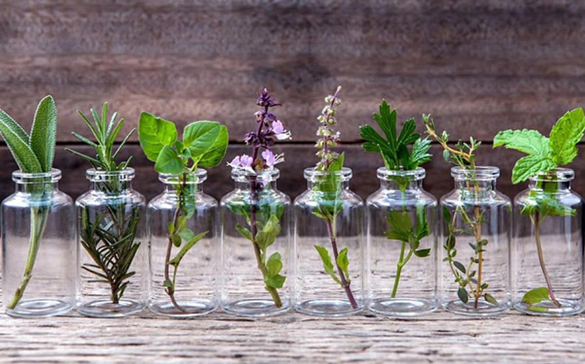 house_plants_feature