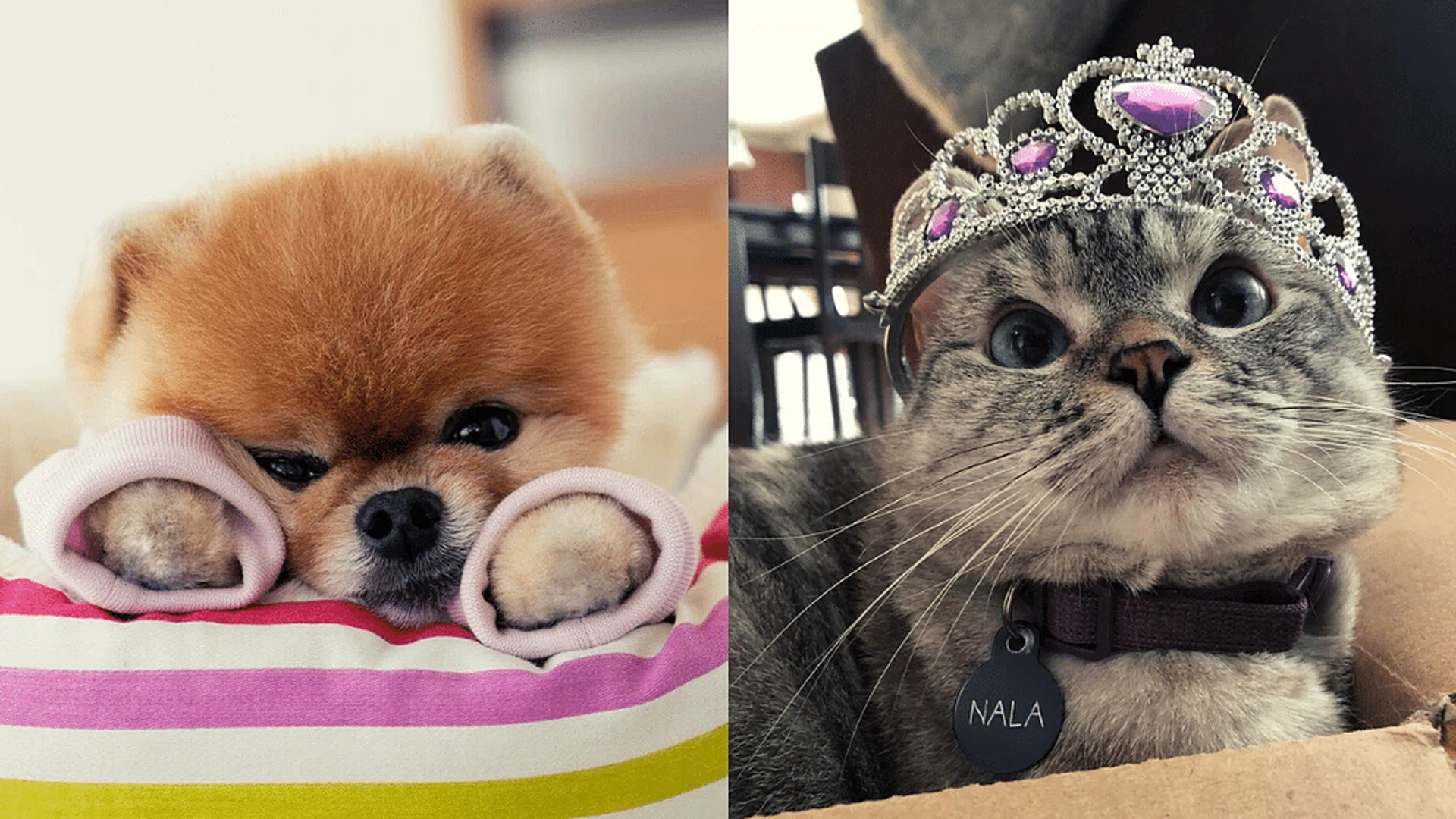 6 petfluencers who are making big money on social media Her World Singapore