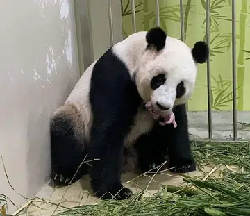 kai kai jia jia panda cub singapore