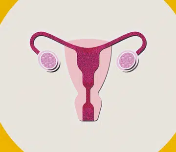 diagram of a uterus