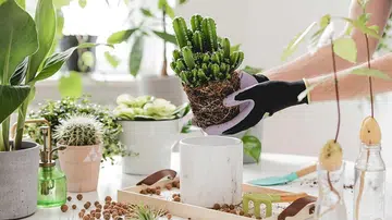 low-maintenance plants
