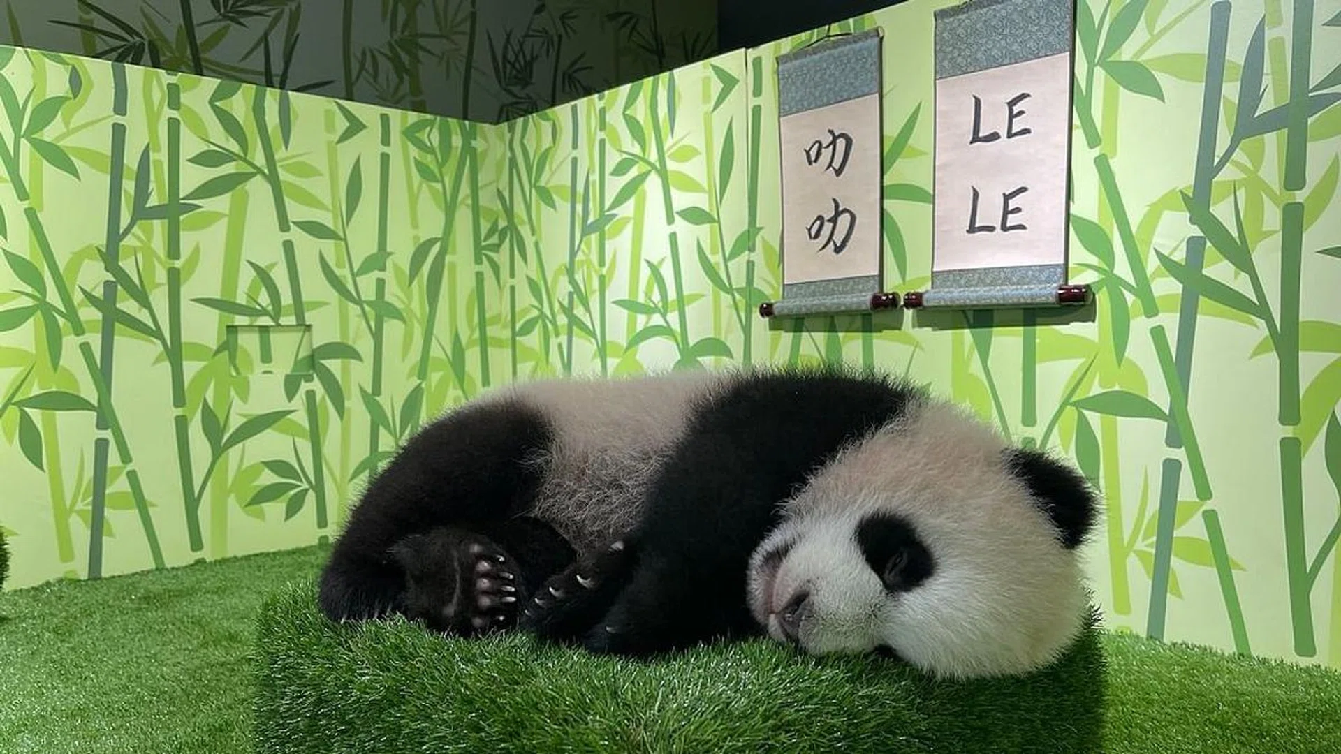 le le giant panda cub