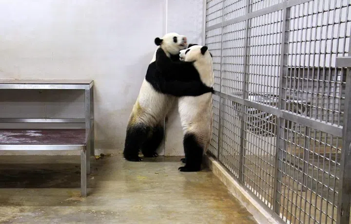 kai kai jia jia panda cub