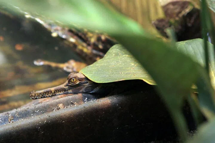 Credit: Mandai Wildlife Group  