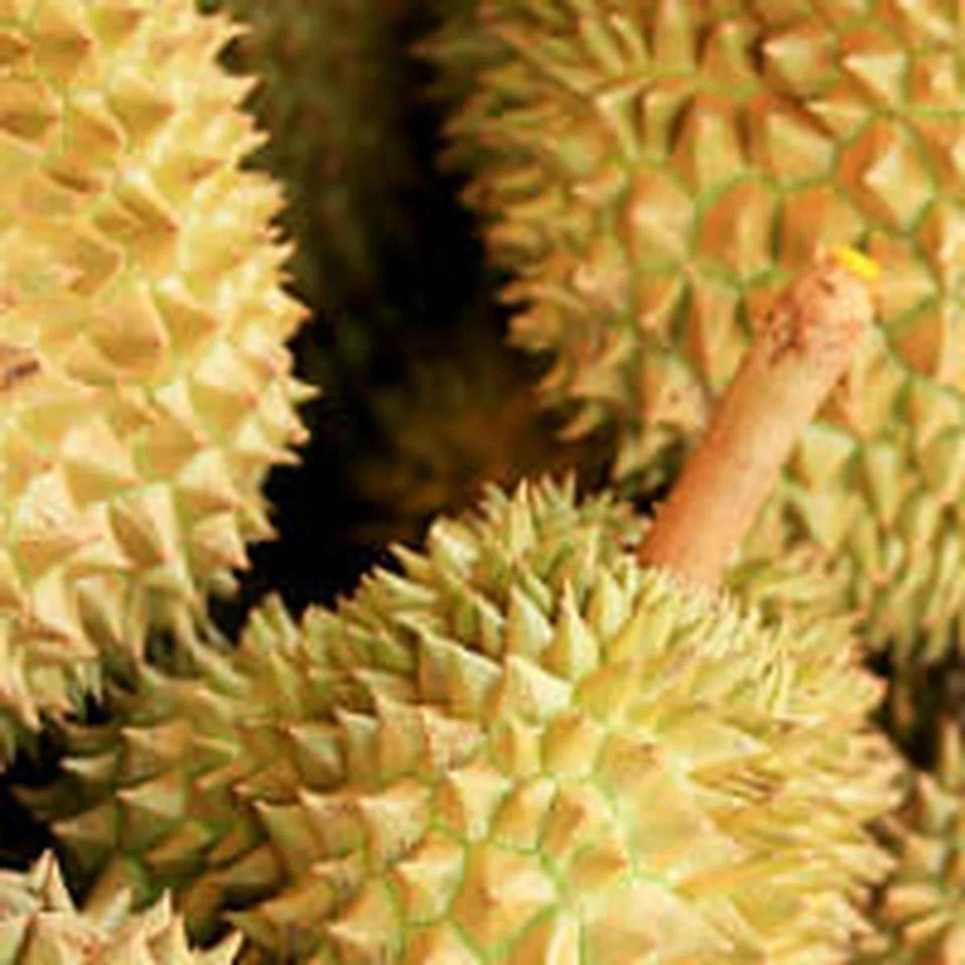 Durians