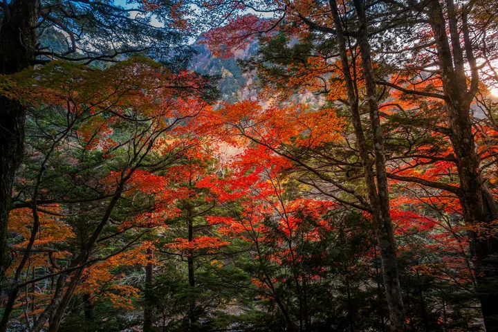 Beautiful autumn color foliages during the trail inside the Kamikochi National Park, Nagano, Japan.