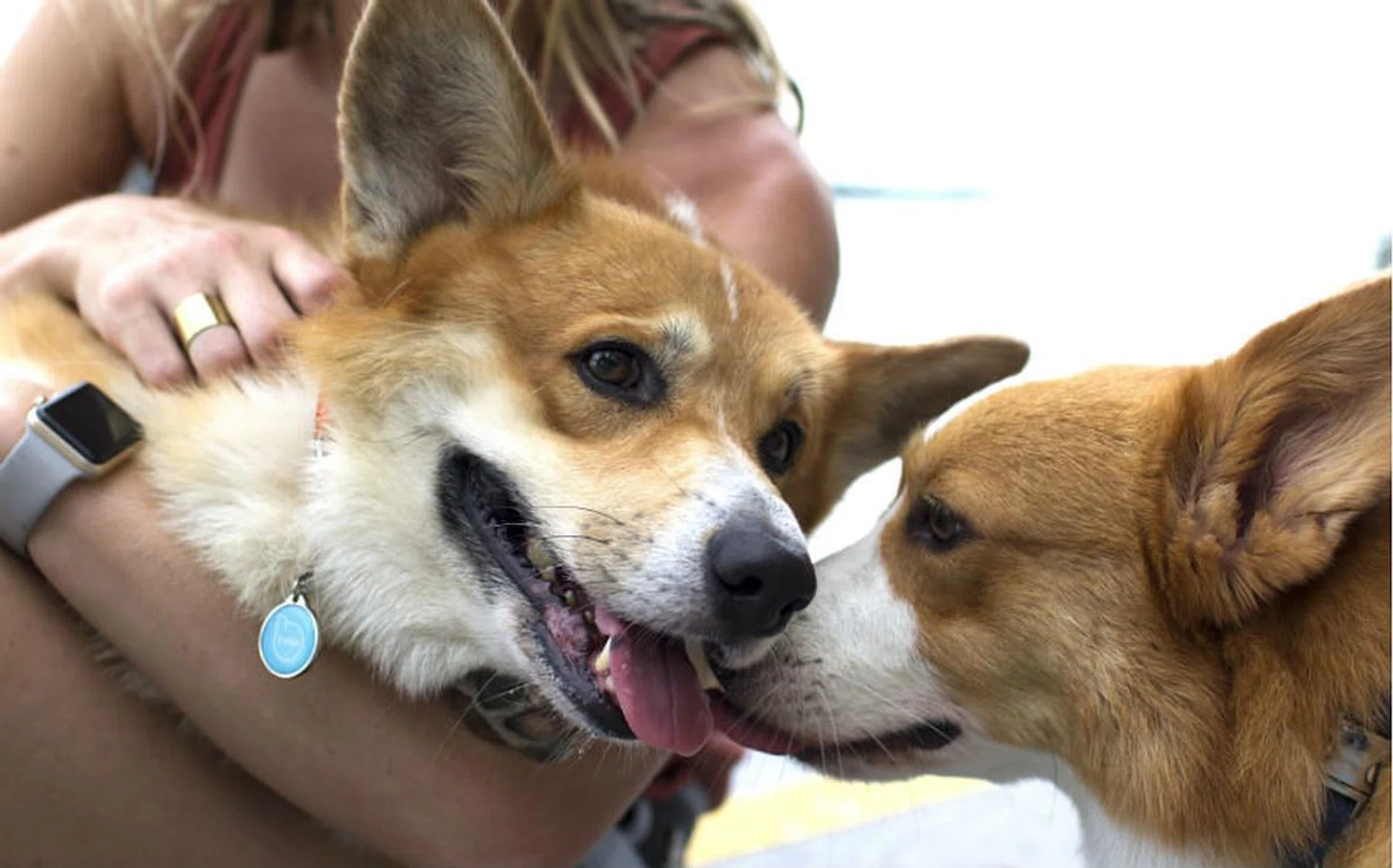 pet_widget_thumbnail_rectangle