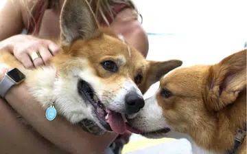pet_widget_thumbnail_rectangle