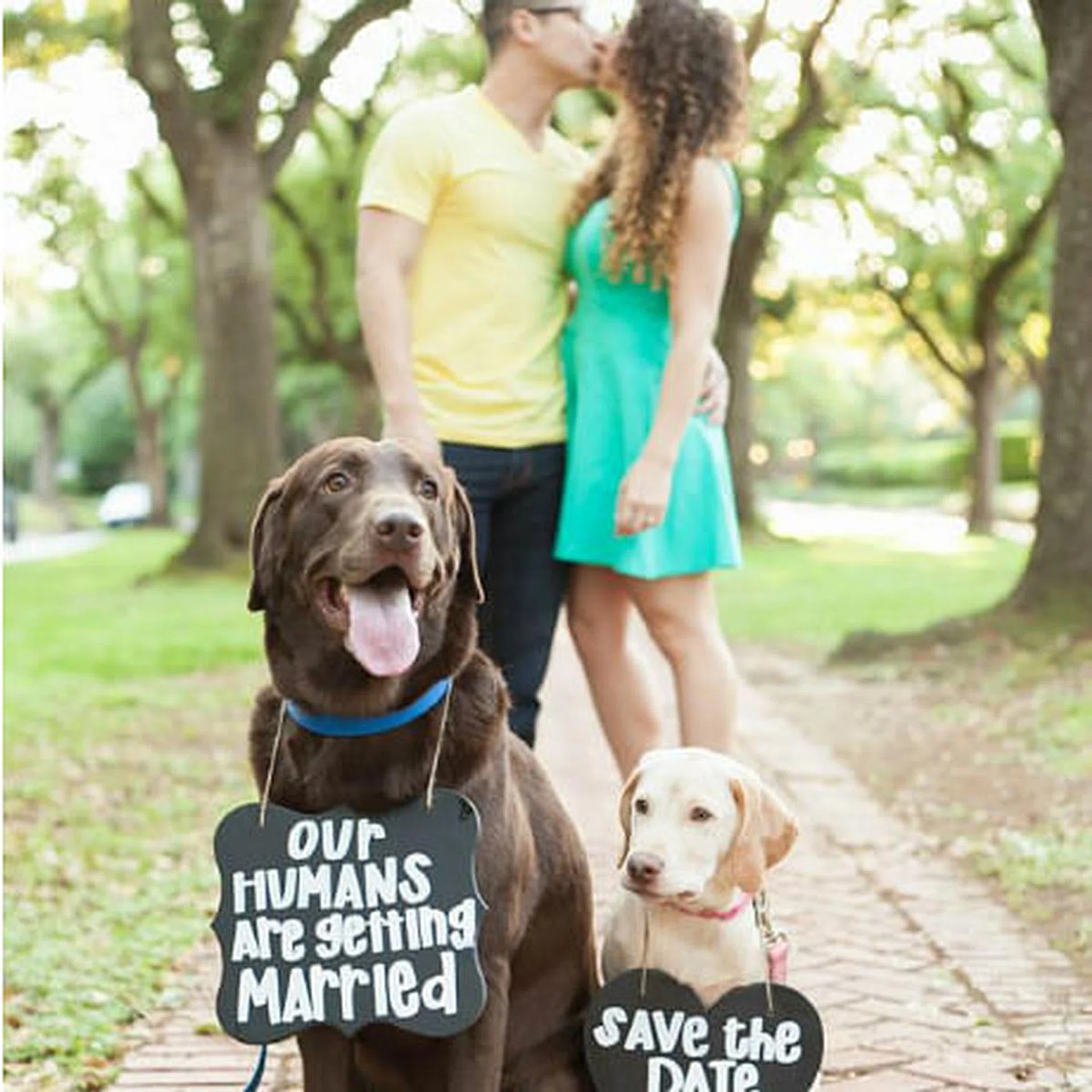 engagement pets new t