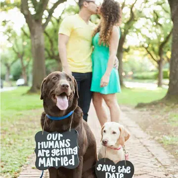 engagement pets new t