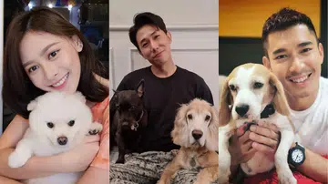 Local-Celebs-Pets-Instagram