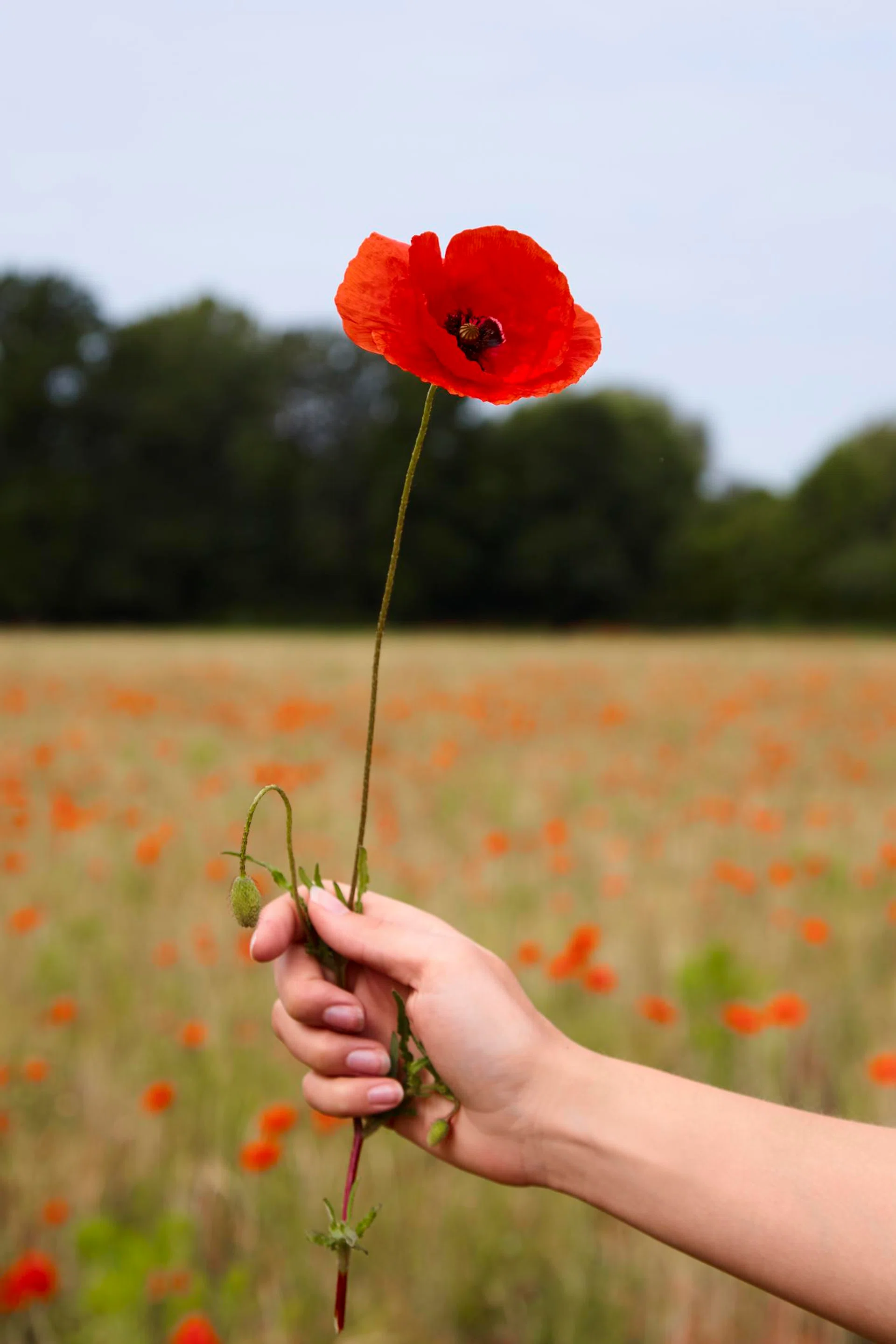 What is “Tall Poppy Syndrome” and how does it affect you in the work place