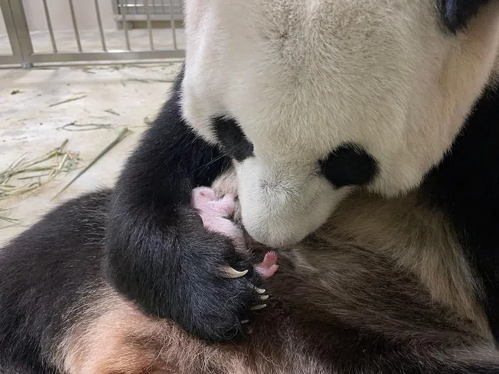 jia jia and cub