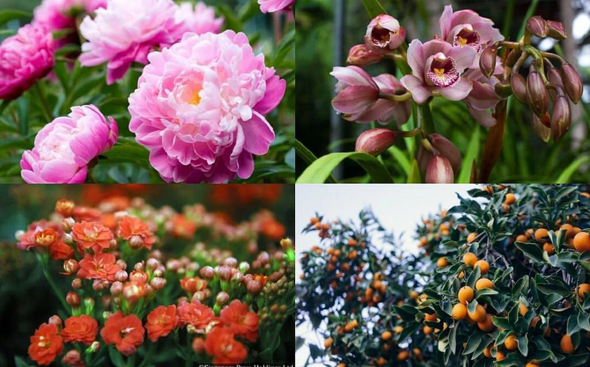 how_to_buy_plants_for_cny_in_singapore_rect_