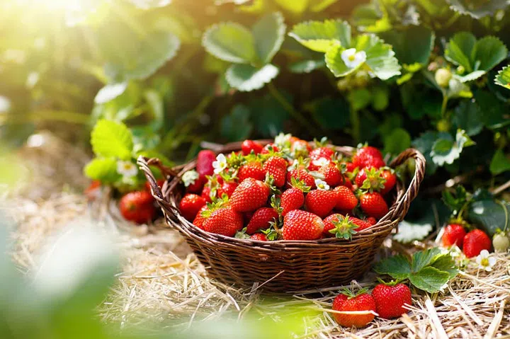 Strawberry field on fruit farm. Fresh ripe organic strawberry in white basket next to strawberries bed on pick your own berry plantation.